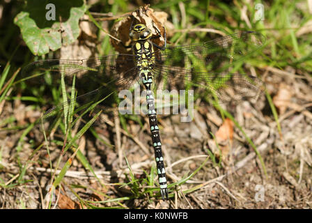 A Southern Hawker Dragonfly (Aeshna cyanea) perched on a dead leaf. Stock Photo