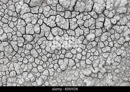 Ochrolechia parella - Parelle or Crab-eye Lichen Stock Photo