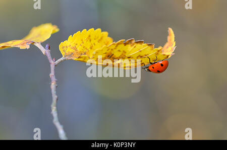 Ladybug on leaf in autumn time Stock Photo