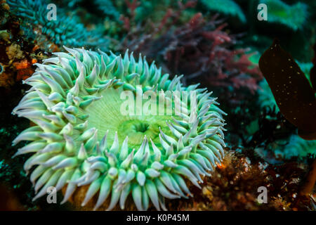 Closeup of a green sea anemone surrounded by branching coral and a tube sponge Stock Photo