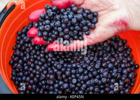 Man holding clean bluecherry in hand. Stock Photo