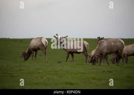 Herd of Wild Tule elk with young male roaming grasslands in Point Reyes National Seashore Stock Photo