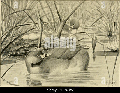 'Song birds and water fowl' (1897)