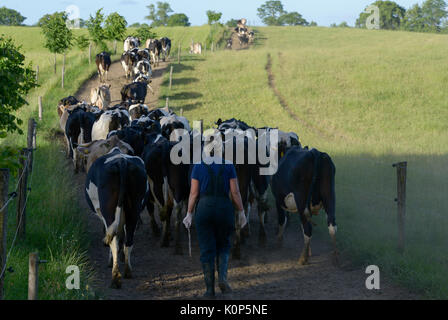 POLAND, Juchowo, organic milk cow farm, pasture land / POLEN, Juchowo, biologisch wirtschaftender Milchviehbetrieb, artgerchte Weidehaltung Stock Photo