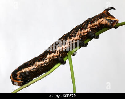 Caterpillar of Convolvulus Hawk Moth Stock Photo