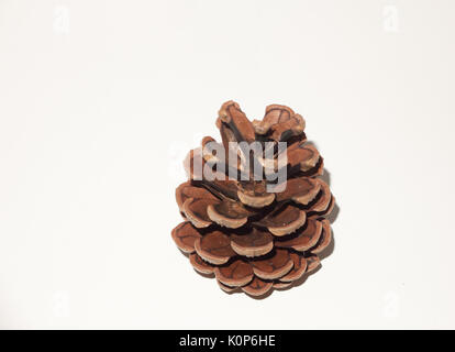 a brown pine cone open on white background; England; UK Stock Photo