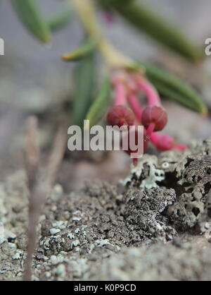 Pistils of Rhododendron tomentosum, wild rosemary, with strong focus effect. Stock Photo