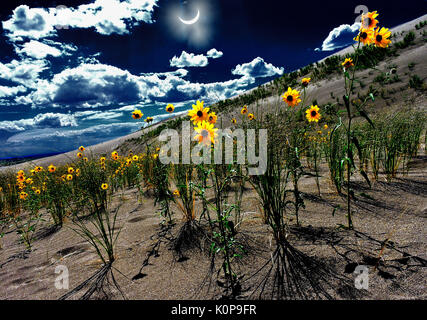 A double exposure of the partial solar eclipse over sand dunes and prairie sunflowers at the Great Sand Dunes National Park August 21, 2017 near Hooper, Colorado. The total eclipse swept across a narrow portion of the contiguous United States from Oregon to South Carolina and a partial solar eclipse was visible across the entire North American continent along with parts of South America, Africa, and Europe. Stock Photo