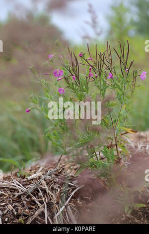Blossoming Epilobium hirsutum, the great hairy willowherb. Stock Photo