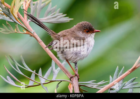 Superb fairy wren female Stock Photo