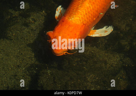 Koi fish in pond Stock Photo