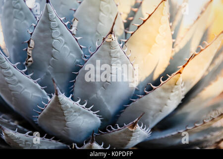 Detail close up of blue-green agave plant with long thorns with some leaves highlighted in sunshine Stock Photo