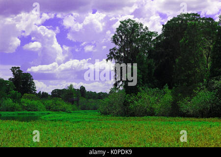 The Lily Pad Covered River Bending around Trees of Florida with Blue Cloudy Skies. Stock Photo