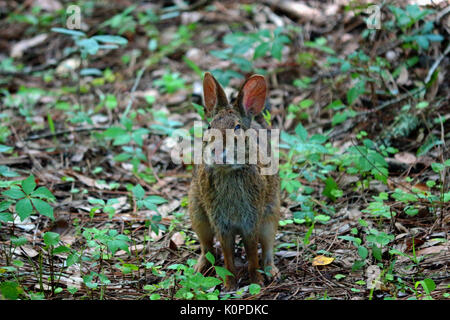 A Bunny Rabbit In a Woodland Area Stock Photo
