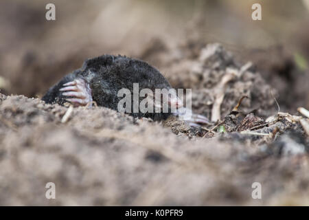 A curious mole sticking his nose out in the light in garden. Shallow depth of field portrait of a mole. Stock Photo