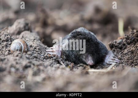 A curious mole sticking his nose out in the light in garden. Shallow depth of field portrait of a mole. Stock Photo