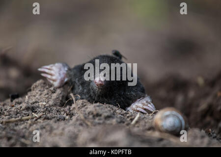 A curious mole sticking his nose out in the light in garden. Shallow depth of field portrait of a mole. Stock Photo