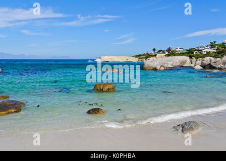 AFRICAN PENGUINS (SPHENISCUS DEMERSUS) SWIMMING IN THE SURF OF BOULDER'S BEACH. PART OF TABLE MOUNTAIN NATIONAL PARK, SIMON'S TOWN, SOUTH AFRICA Stock Photo