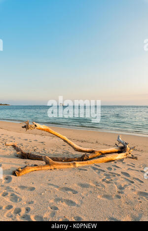 An old Drift wood tree washed up on the beach at the world famous surf spot, Lakey Beach, Sumbawa, Indonesia. Stock Photo