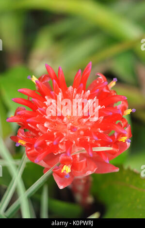 Billbergia pyramidalis is virtually indestructible and requires no care whatsoever as a landscape plant. Stock Photo