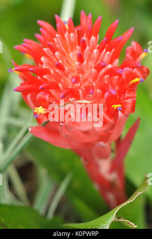 Billbergia pyramidalis is virtually indestructible and requires no care whatsoever as a landscape plant. Stock Photo