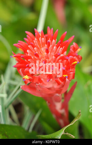 Billbergia pyramidalis is virtually indestructible and requires no care whatsoever as a landscape plant. Stock Photo