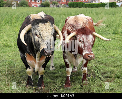 English Longhorn Bull and Cow in an English meadow Stock Photo