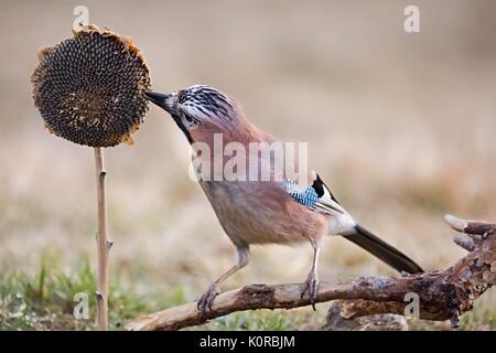 Eurasian jay - Garrulus glandarius, sitting on a branch and feeding the sunflower in nature. Wildlife. Stock Photo