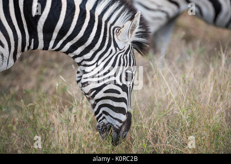 Burchell's zebra grazing in the Kruger National Park Stock Photo