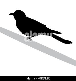Cuckoo bird  black silhouette animal. Vector Illustrator. Stock Vector