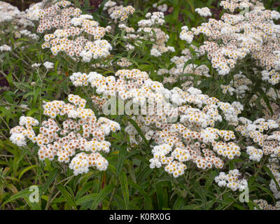 Anaphalis commonly known by the name pearl or pearly everlasting Stock Photo