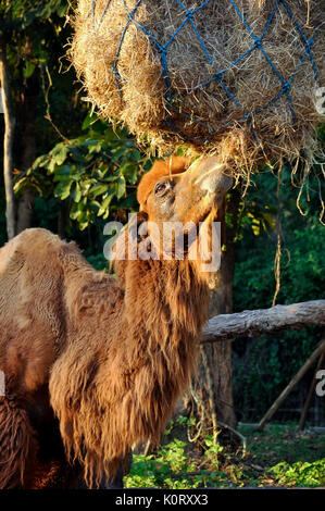 Bactrian camel are delicious to eat hay of it. Stock Photo