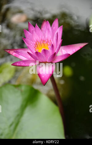 Beautiful fuchsia Lotus With Morning dew Stock Photo