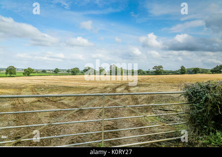 A stubble field on an English farm cleared for sowing next crop, perhaps winter wheat Stock Photo