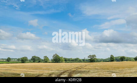 A stubble field on an English farm cleared for sowing next crop, perhaps winter wheat Stock Photo