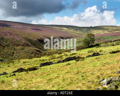 View from the Bronte Way Crossing Haworth Moor towards Top Withins on the Horizon Haworth West Yorkshire England Stock Photo