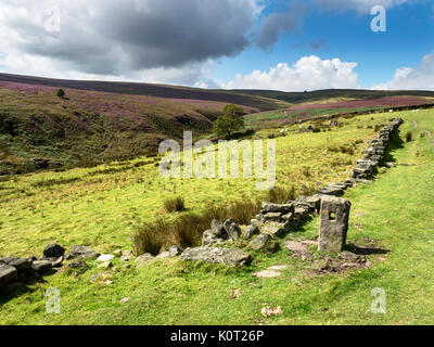 The Bronte Way Crossing Haworth Moor towards Top Withins on the Horizon Haworth West Yorkshire England Stock Photo