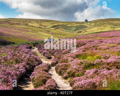 The Bronte Way Crossing Haworth Moor towards Top Withins on the Horizon Haworth West Yorkshire England Stock Photo