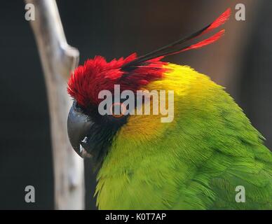 New Caledonian Horned parakeet (Eunymphicus cornutus) Stock Photo