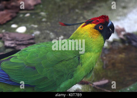 New Caledonian Horned parakeet (Eunymphicus cornutus) Stock Photo
