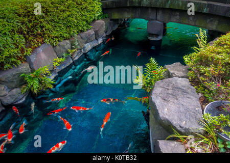 Beautiful koi fish swimming in pong in a small river, pond surrounded by green shrubs in Japanese garden Asakusa Kannon Temple in Tokyo, Japan Stock Photo