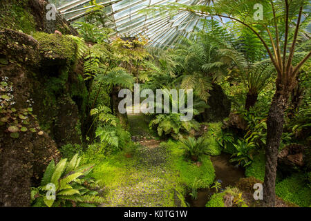 Spectacular interior of Victorian glasshouse / fernery at Ascog Hall, with domed glass roof, spring fed stream, and ferns on Island of Bute, Scotland Stock Photo