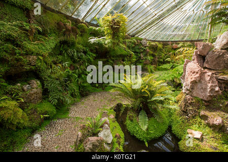 Spectacular interior of Victorian glasshouse / fernery at Ascog Hall, with domed glass roof, spring fed stream, and ferns on Island of Bute, Scotland Stock Photo