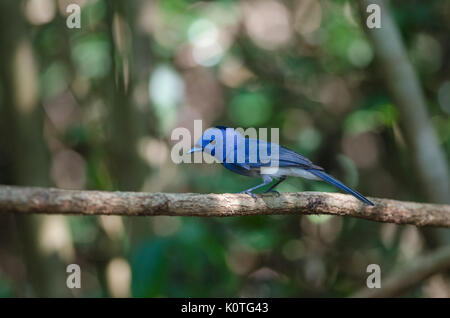 Black-naped monarch (Hypothymis azurea) perching on a branch in tropical forest, Thailand Stock Photo