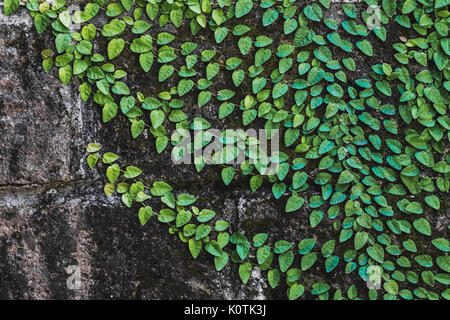 Texture of black aged stone wall with green clambering plant in Bali Stock Photo