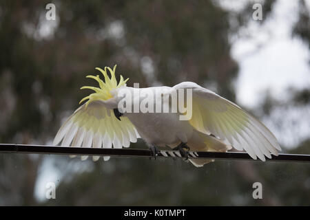 A sulphur-crested cockatoo with wings spread and crest up on a balcony rail. Warrandyte, Victoria, Australia. [Cacatua galerita] Stock Photo