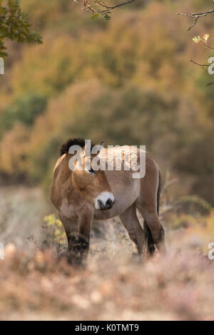 Przewalski horse . Equus ferus przewalskii. Stock Photo