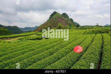 Tea plantation with an umbrella on Moc Chau Plateau in Vietnam. Moc Chau plateau, located about 200 km west of Hanoi is one of Vietnam most attractive Stock Photo