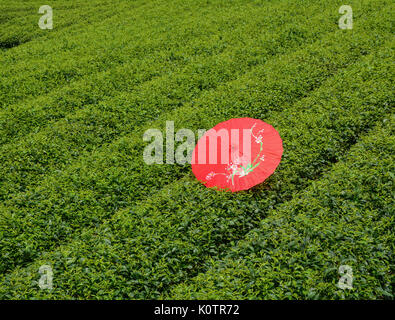 Tea plantation with an umbrella on Moc Chau Plateau in Vietnam. Moc Chau is one of the most pristine beautiful plateaus in the northern mountainous re Stock Photo