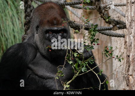 London, UK. 24th August, 2017. animals are weighed and measured at London zoo Credit: Londonphotos/Alamy Live News Stock Photo